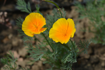 Golden poppy flower