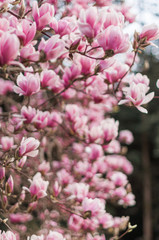 Obraz premium pink cherry blossom