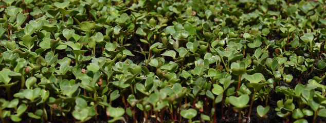 Starting microgreens radishes in pots center focused picture