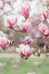 Fototapeta premium pink magnolia flowers