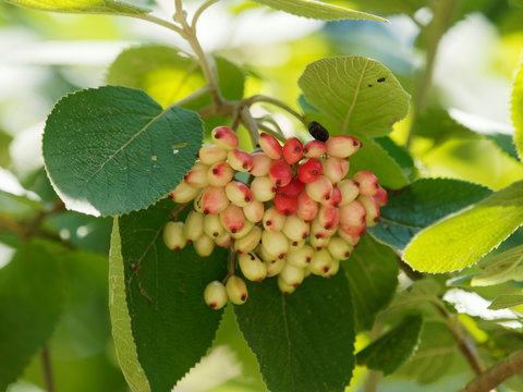 (Viburnum lantana) Baies immatures ovales rouges et noires du Viorne lantane ou viorne mancienne
