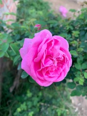 Pink rose