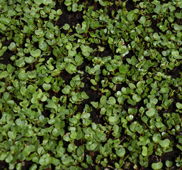 Starting microgreens radishes in pots center focused picture