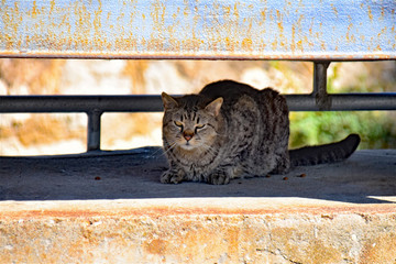 chat dans un trou de mur
