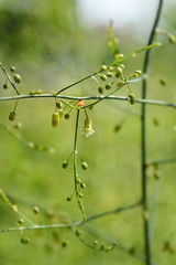 Asparagus oligoclonos