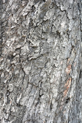 Common horse chestnut