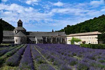 champ de lavandes en fleur devant l'abbaye de Sénanque