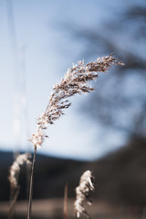 dry grass in wind 