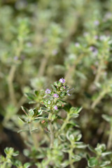 Lemon Thyme Lady D