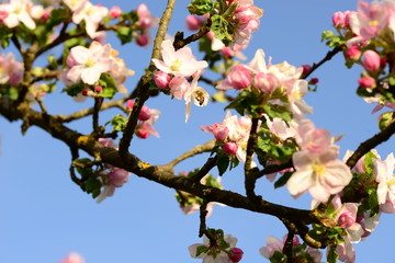Kirsch- und Apfelblüte mit Biene