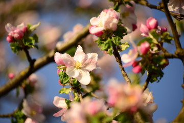 Kirsch- und Apfelblüte mit Biene