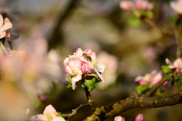 Kirsch- und Apfelblüte mit Biene