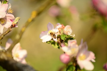 Kirsch- und Apfelblüte mit Biene
