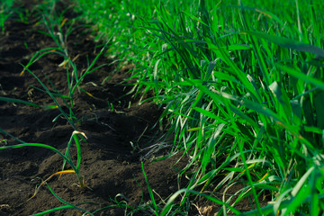 Green grass and black earth