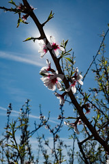 branche d'arbre en fleur dans le soleil