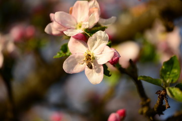 Fototapeta na wymiar Kirsch- und Apfelblüte mit Biene