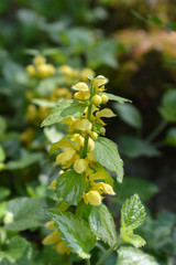 Variegated Yellow archangel