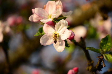Naklejka na ściany i meble Kirsch- und Apfelblüte mit Biene