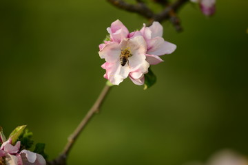 Kirsch- und Apfelblüte mit Biene