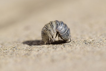 Schiefergraue Rollassel