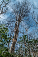 Looking upwards at large trees