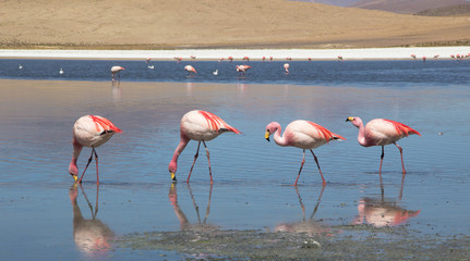 flamingos in the water