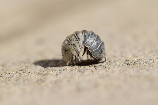 Schiefergraue Rollassel