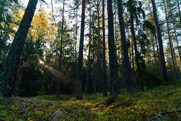 Fototapeta premium Sunbeams breaking through the trees of the dense forest in Upplands Väsby near Stockholm, Sweden.