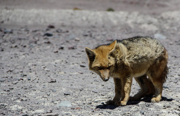 Fox in the wild Uyuni