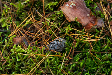A pine cone in the middle of the moss in the forest