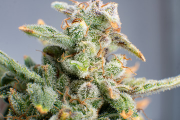 Indica flower. Pot green flower. Macro trichomes of cannabis.
