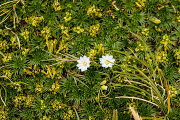 yellow flowers in the grass