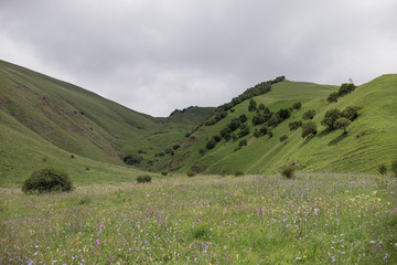 mountain landscape with flowers