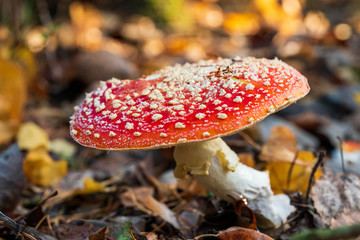 Red poisonous mushroom in the forest