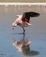 pink flamingo in the water