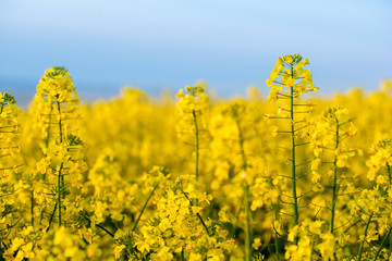 Obraz premium Rapeseed flower closeup. Colza (canola) plant for green energy, oil industry and honey plant. Rape seed flower macro view on blurred background.
