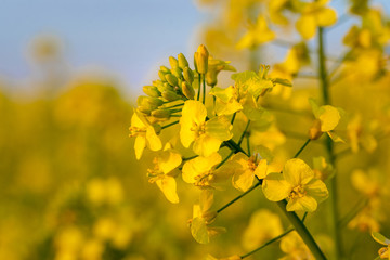 Rapeseed flower closeup. Colza (canola) plant for green energy, oil industry and honey plant. Rape seed flower macro view on blurred background.
