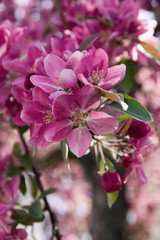 Spring pink flowers nature tree