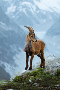 Wild goat in the alps