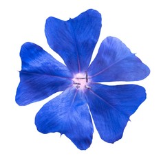Ceratostigma flower