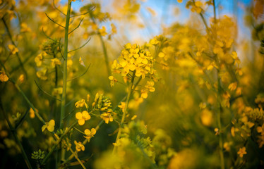 Rapeseed flower closeup. Colza (canola) plant for green energy, oil industry and honey plant. Rape seed flower macro view on blurred background.