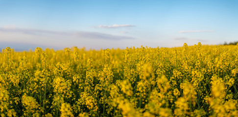 Rapeseed field, Blooming canola flowers panorama. Rape on the field in summer at sunset. Bright Yellow rapeseed oil