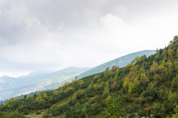 Naklejka premium Tatras Mountains covered by green pine forests, Poland