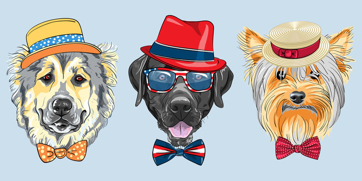Set of hipster dogs in hats and bow ties. Caucasian Shepherd Dog, black Labrador Retriever in glasses and Yorkshire Terrier in Straw boater.
