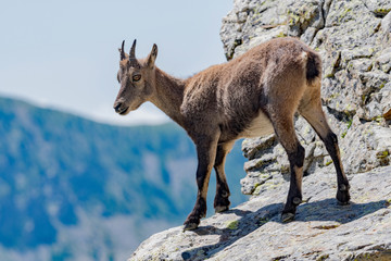 chamois