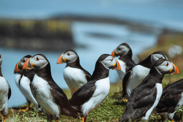 Group of Atlantic Puffins