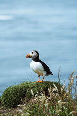Atlantic Puffin close up