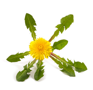 Fototapeta dandelion plant  with flowers
