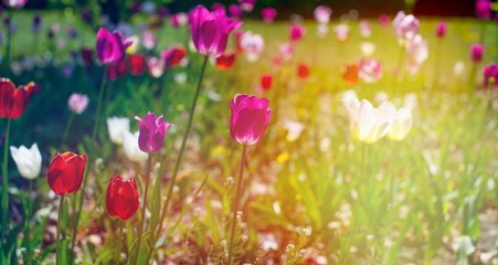Panorama tulip field with various type and color on a green bokeh background. Tulips of all colors;...