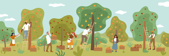 Multiracial people gathering fruit harvest in summer garden. Men, women, farmers picking ripe apples, oranges, tangerines from trees using ladders, collecting to wooden boxes vector flat illustration.